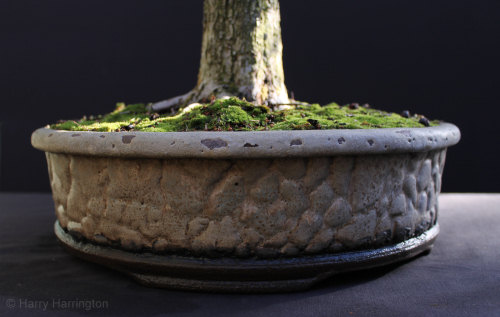 hawthorn bonsai pot